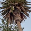 Palmera de Nueva Zelanda - Ange Chile