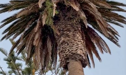 ¿Palmera con sonido surround?