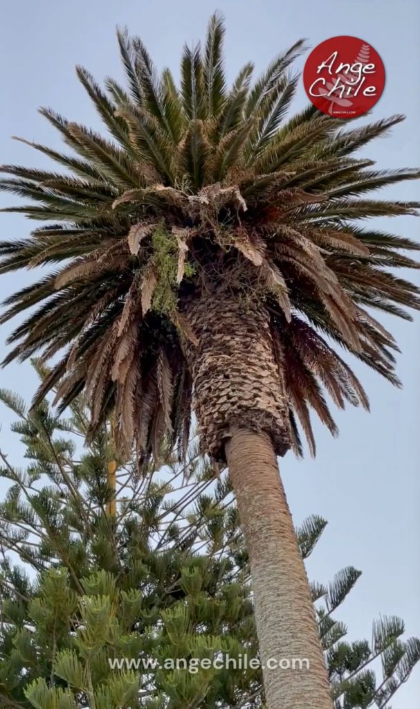 Palmera de Nueva Zelanda - Ange Chile