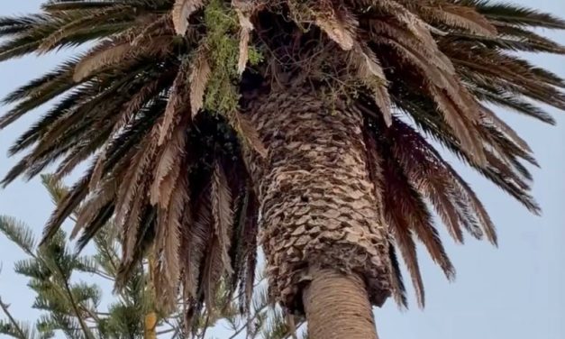 ¿Palmera con sonido surround?